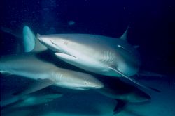 Shark Storm.  Taken in the Bahamas w/Nik V, 20mm lens, & ... by Beverly J. Speed 